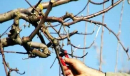 石榴树怎么剪枝视频