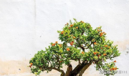 石榴树怎么剪枝视频