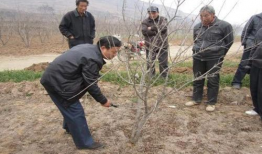 石榴树怎么剪枝视频